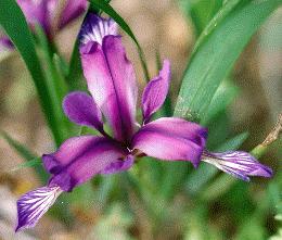 I. graminea