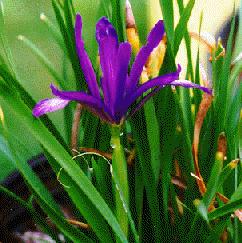 I. sintensii
