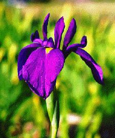 I. ensata