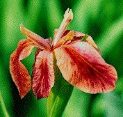 I. fulva