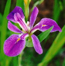 I. hexagona