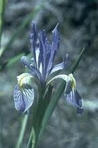 I. missouriensis