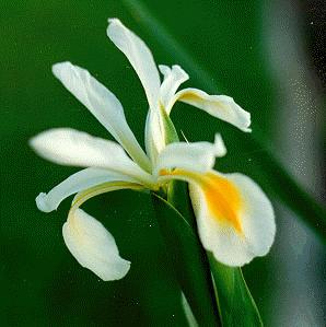 I. orientalis