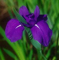 I. laevigata semperflorens
