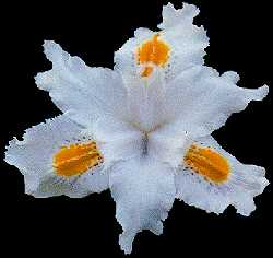 Crested Iris Hybrid 'Nada'