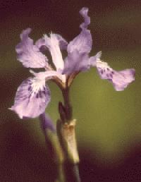 I. milesii