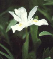 I. cristata alba