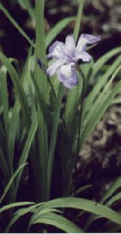 I. gracilipes