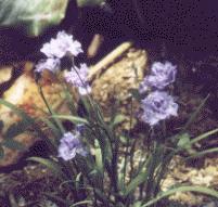 I. gracilipes 'Blue Rose'